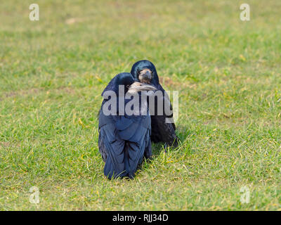 L'appariement des freux Corvus frugilegus jusqu'au début de février côte est Norfolk Banque D'Images