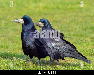 L'appariement des freux Corvus frugilegus jusqu'au début de février côte est Norfolk Banque D'Images