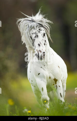 Poney Shetland. Appaloosa miniature sur un pré au galop. Allemagne Banque D'Images