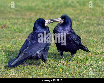 L'appariement des freux Corvus frugilegus jusqu'au début de février côte est Norfolk Banque D'Images