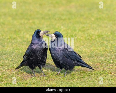 L'appariement des freux Corvus frugilegus jusqu'au début de février côte est Norfolk Banque D'Images