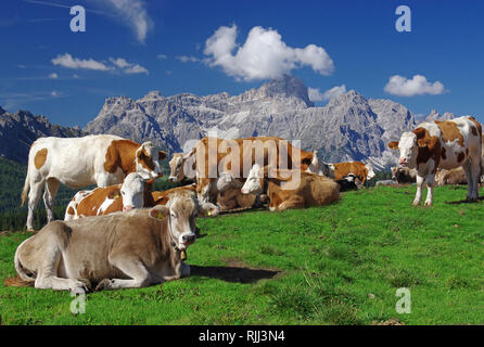 Holstein rouges et gris tyrolienne du bétail. Vaches se reposant sur l'Alpe Nemes dans les Dolomites de Sexten. Parc Naturel Sextner Dolomites Tyrol du Sud, Italie, Banque D'Images