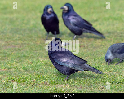 L'appariement des freux Corvus frugilegus jusqu'au début de février côte est Norfolk Banque D'Images