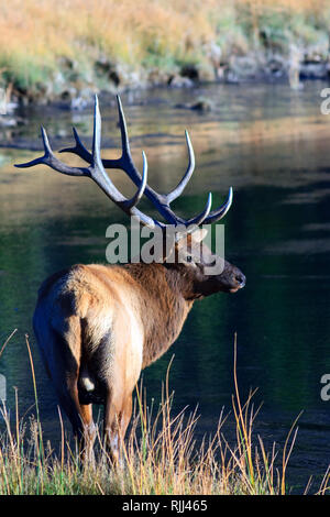 Un homme elk marque une pause près d'une rivière dans le Parc National de Yellowstone. Banque D'Images