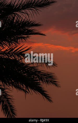 La silhouette des arbres au coucher du soleil Banque D'Images