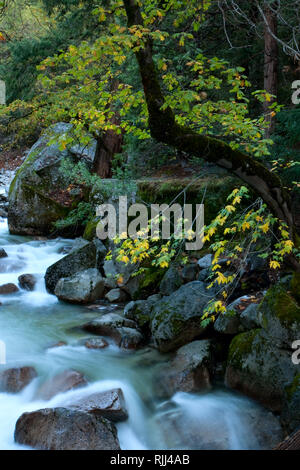 Les eaux du ruisseau Swift Tenaya rush sur rochers dans le Yosemite. Canyon Tenaya Banque D'Images