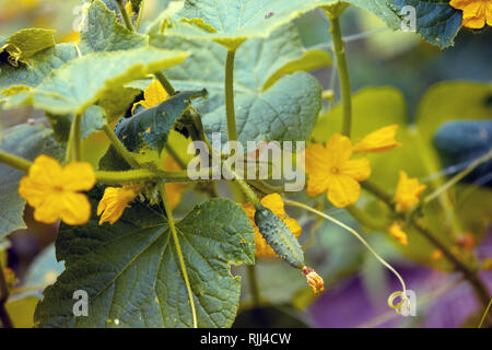 Plantation de la floraison des concombres. Natural Background Banque D'Images