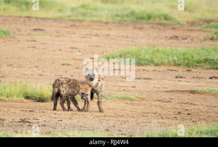 Deux hyènes, Crocuta crocuta, saluent en parc national du lac Nakuru, Kenya Banque D'Images