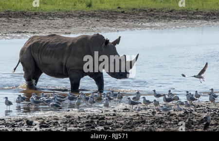 Un rhinocéros blanc, Ceratotherium simum, passe devant un troupeau de mouettes à tête grise au bord d'un étang dans le parc national du lac Nakuru, Kenya Banque D'Images