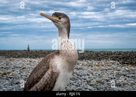 Un jeune spotted shag sort de la mer pour se reposer sur la plage de Canterbury, Nouvelle-Zélande Banque D'Images