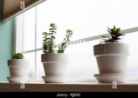 Les plantes succulentes sur un rebord de fenêtre. Banque D'Images