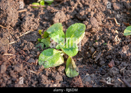 Salade de maïs fraîchement plantés, chénopode Lattuce (Valerianella locusta) dans un lit de jardin. Allemagne Banque D'Images