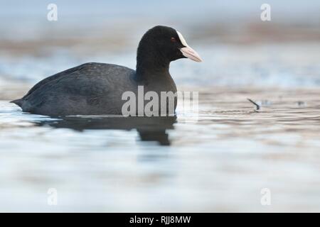 La Foulque macroule (Fulica atra), animal adulte nage entre la glace sur lac gelé, Saxe, Allemagne Banque D'Images