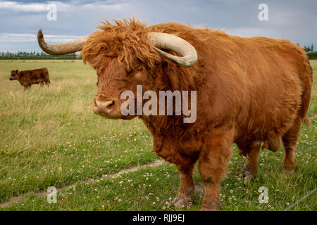 Un grand taureau highland poilue dans un champ d'autres bovins highland à Canterbury, Nouvelle-Zélande Banque D'Images