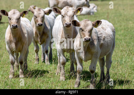 Les jeunes veaux blancs charolais dans les champs à Canterbury, Nouvelle-Zélande Banque D'Images