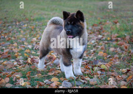 Cute puppy Akita américain est debout dans le feuillage de l'automne. Trois mois. Animaux de compagnie. Chien de race pure. Banque D'Images