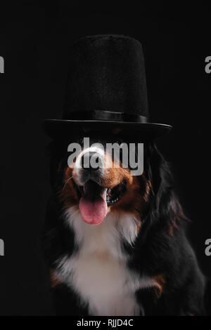 Close-up portrait of bernois dans hat sur fond noir Banque D'Images