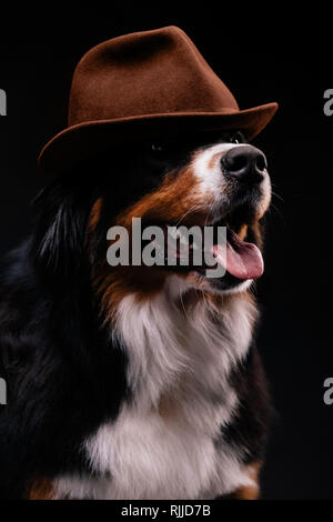 Close-up portrait of bernois dans hat sur fond noir Banque D'Images