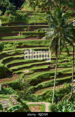 Tegalalang Terrasse de riz est l'un des célèbres objets de Bali situé dans Village au nord de Tegalalang Ubud Bali . Banque D'Images