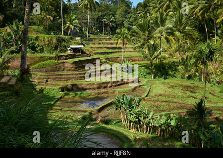 Tegalalang Terrasse de riz est l'un des célèbres objets de Bali situé dans Village au nord de Tegalalang Ubud Bali . Banque D'Images