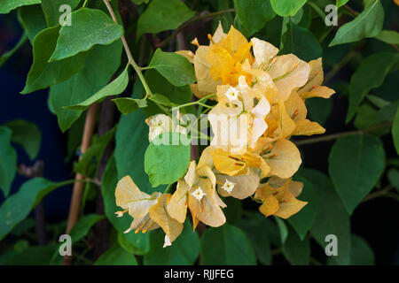 Bougainvillée (tango d'or) en pleine floraison Banque D'Images