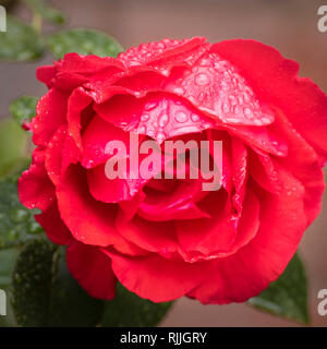 Une rose rouge en pleine floraison avec des gouttes de pluie sur les pétales. Banque D'Images