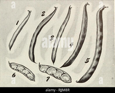 . Le jardin de Beckert : guide de jardin complet annuel pour 1950. Pépinières (Horticulture) Pennsylvanie Pittsburgh Pennsylvanie pépinière ; Catalogues Catalogues PITTSBURGH Pittsburgh Pennsylvanie graines de fleurs ; catalogues ; bulbes (plantes) Pennsylvanie Pittsburgh Pennsylvanie graines de graminées ; Catalogues Catalogues de Pittsburgh. Les haricots illustré ici (pour vous donner une comparaison des tailles) sont les suivants : 1 - l'amélioration de la cire d'or ; 2-géant sans fil ; 3-Tendergreen ; 4-abondance ; 5-Kentucky Wonder ; 6-Hen- Anderson's Bush Lima, et 7-Fordhook Bush Lima. Début étonnant - variété précoce. Semi- globuhr tendre, rouge-sang. 58 jours, les betteraves Banque D'Images
