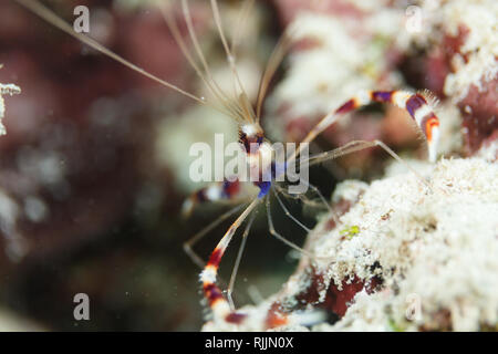 Libre de crevettes de corail Banque D'Images