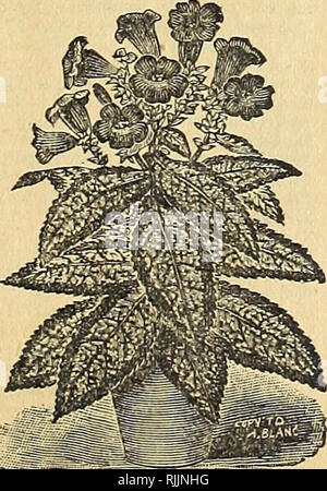 . Embellir votre maison : 1901. L'industrie des semences et le commerce ; semences ; les fleurs, plantes, plantes ornementales ; Ampoules (plantes) ; Roses. ZEYLANICA SANSEVERIA.. Veuillez noter que ces images sont extraites de la page numérisée des images qui peuvent avoir été retouchées numériquement pour plus de lisibilité - coloration et l'aspect de ces illustrations ne peut pas parfaitement ressembler à l'œuvre originale.. Henry G. Gilbert Pépinière et du commerce de semences Catalogue Collection ; Ella V. Baines (Entreprise). Springfield, Ohio : Baines Banque D'Images