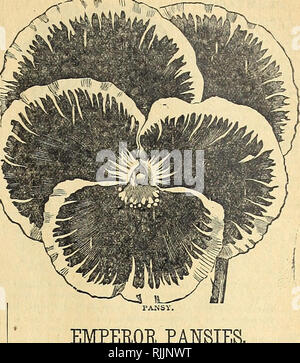 . Embellir votre maison : 1901. L'industrie des semences et le commerce ; semences ; les fleurs, plantes, plantes ornementales ; Ampoules (plantes) ; Roses. L1VISTONIA ROTUNDIFOLIA. LIVISTONIA ROTUNDIFOLIA. La miniature Fan Palm. L'un des plus beaux palmiers. Particulièrement adapté pour les décorations de table. Le feuillage est semblable à celui de le Latania Borbonica, mais plus petit et gracieusement recourbées, formant une plante globulaire presque. Toujours rares. Admiré par tout le monde. V fardeau ; les plantes, quatre pots, quatre à cinq feuilles, dix haut Indies, 75 cents chacun. PHOENIX RECLINATA FORME UNE touffe. L'un des plus robuste de la date Palms, avec le feuillage vert foncé et plumeuses, de Banque D'Images