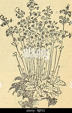 . Embellir votre maison : 1901. L'industrie des semences et le commerce ; semences ; les fleurs, plantes, plantes ornementales ; Ampoules (plantes) ; Roses. "Â C^Si PRIMULA OBCONICA.. Nouveau bébé primevère.. Veuillez noter que ces images sont extraites de la page numérisée des images qui peuvent avoir été retouchées numériquement pour plus de lisibilité - coloration et l'aspect de ces illustrations ne peut pas parfaitement ressembler à l'œuvre originale.. Henry G. Gilbert Pépinière et du commerce de semences Catalogue Collection ; Ella V. Baines (Entreprise). Springfield, Ohio : Baines Banque D'Images