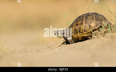 Tortue grecque (Testudo graeca) sur une route de terre dans le parc national de Vashlovani, Géorgie. Banque D'Images