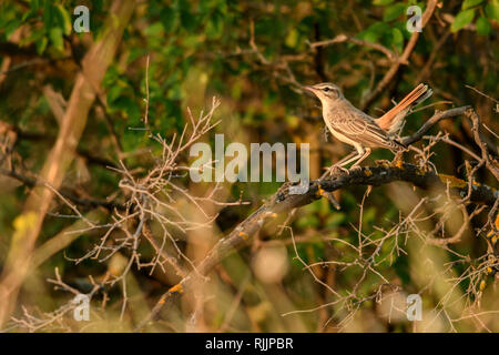 Robine à queue roufée (Cercotrichas galactotes) dans la réserve naturelle de Chachuna, en Géorgie. Banque D'Images