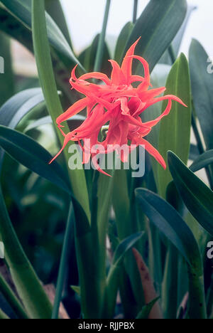 Ada aurantiaca est une orchidée épiphyte qui est pérenne et frost offre des fleurs au printemps ou en été et mieux les cultiver en pot ou epiphytically Banque D'Images