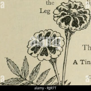 . Le beau jardin de fleurs, son traitement avec une attention particulière pour le pittoresque. Written et orné de nombreuses illustrations de F. Schuyler Mathews. Avec des notes sur la floriculture pratique de A.H. Fewkes. La floriculture. MARIGOLD. "3 foire prend possession de choses aussi tôt quelques années comme le quatrième mois de septembre ; ce n'est pas condu- cive au bon développement^^^^^^^^^» »^ ^ fe"X fleur, graine de départ bien ^v , j'avance. ^^e floraison tardive de marigold. C'est ma coutume de commencer le soucis dans les portes, et les transplanter ger de gel est passé. Dans des variétés particulières Banque D'Images