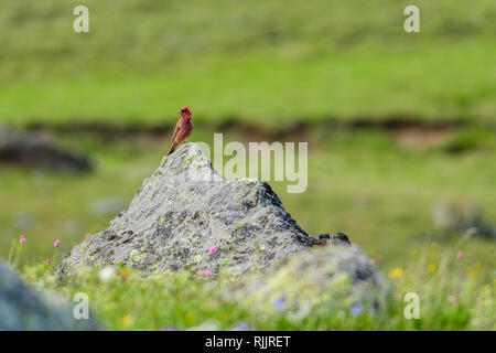 Grand mâle rosefinch (Carpodacus rubicilla) près du Mont Kazbek, Stepantsminda, la Géorgie. Banque D'Images