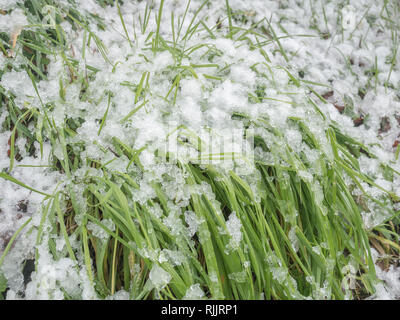 La fonte la fonte de la neige sur l'herbe en 2019. Banque D'Images