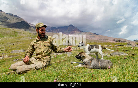 Georgian shepherd avec de jeunes chiens au pied du Mont Kazbek près de Stepantsminda, Grand Caucase, la Géorgie. Banque D'Images