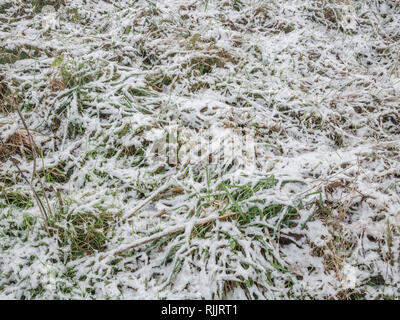 La fonte la fonte de la neige sur l'herbe en 2019. Banque D'Images