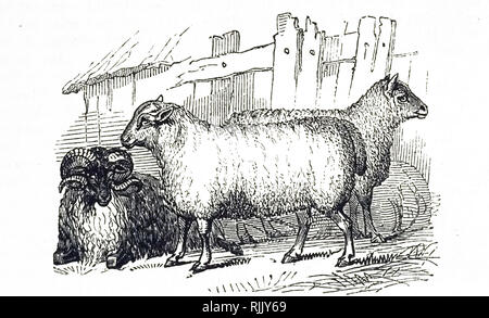 Une gravure représentant différentes races de moutons. De gauche à droite : Black-faced, Leicester et Southdown moutons. En date du 19e siècle Banque D'Images