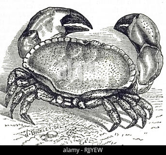 Une gravure représentant un Cancer pagurus, une espèce de crabe trouvé dans la mer du Nord, océan Atlantique et peut-être dans la mer Méditerranée. En date du 19e siècle Banque D'Images