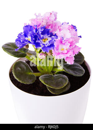 Close up of belle duocolor hybrid saintpaulia rose et bleu (Les violettes africaines) fleur avec contour ondulé dans le pot. Gros plan botanique de la broche d'offres Banque D'Images