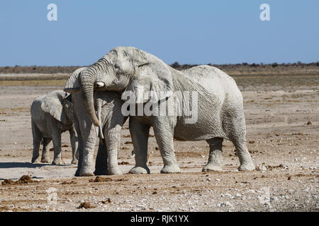 Körperpflege von Elefanten im Etosha-Nationalpark Banque D'Images