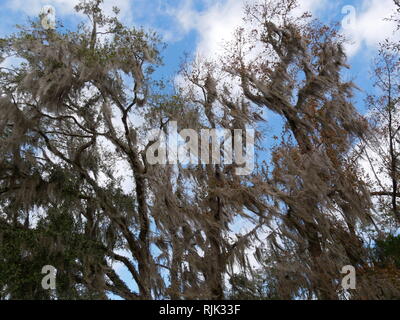 Cime des arbres dans le vent dans les Everglades Banque D'Images