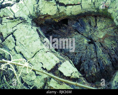 L'écorce des arbres close-up off scié la branche Banque D'Images