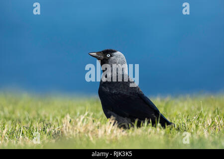 Sur un promontoire herbeux Jackdaw Banque D'Images