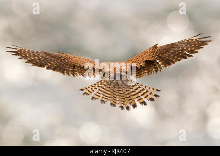 Vue arrière d'un écran rétroéclairé Kestrel planant Banque D'Images