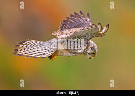 Kestrel planant Banque D'Images