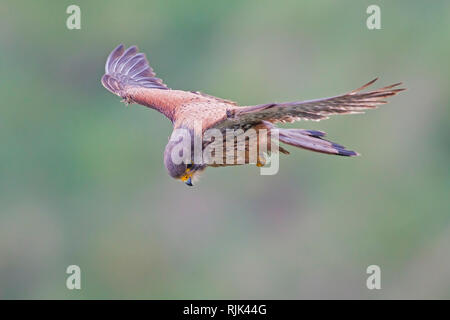 Kestrel planant à l'affût de proies Banque D'Images