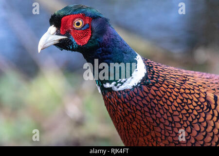 Large choix de tête portrait d'un mâle faisan commun (Phasianus colchicus) Banque D'Images